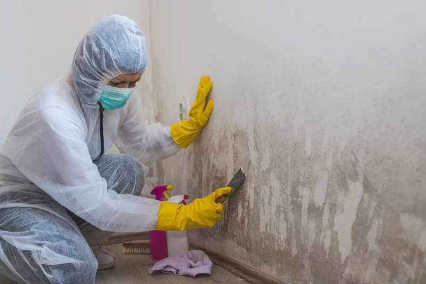 Balm, FL Mold Removal Company