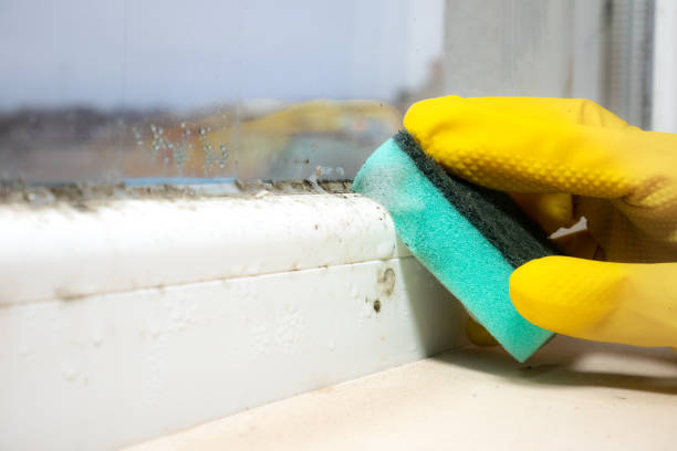 Professional Mold Removal in Balm, FL