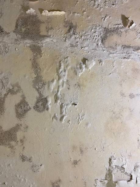 Best Mold Inspection  in Balm, FL