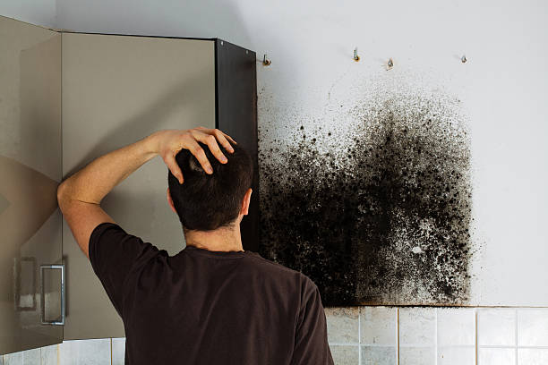 Best Professional Mold Removal  in Balm, FL
