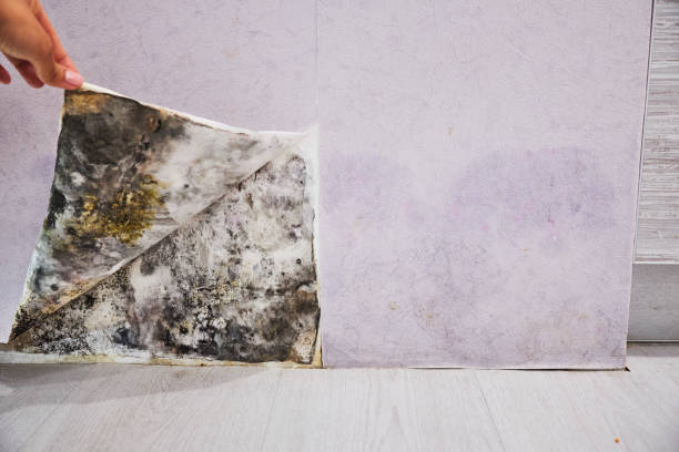Best Mold Removal Company Near Me  in Balm, FL